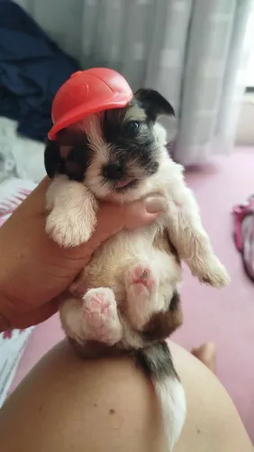 Filhote de Lhasa Apso - Macho 