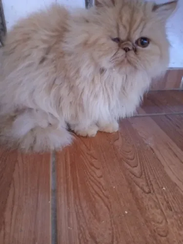 Gata persa 2 anos