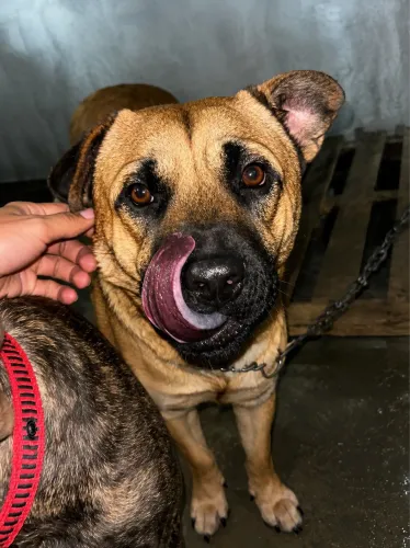 Cachorro para adoção 