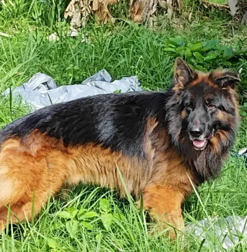 filhotes pastor alemão capa preta