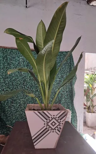 Planta ave do paraiso