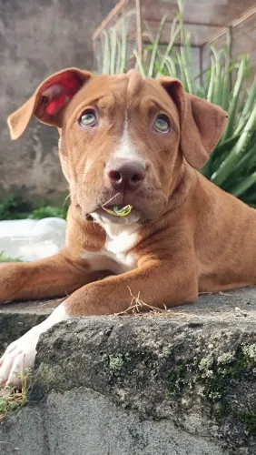 Vende-se filhote de pitbull fêmea 