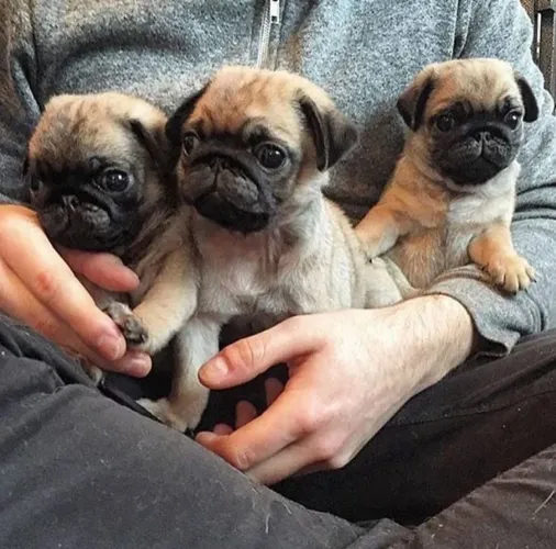 Pug abricot