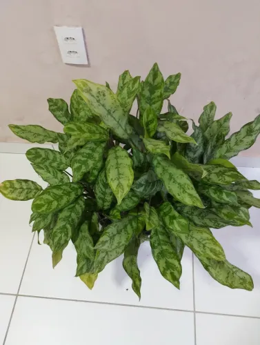 Planta linda