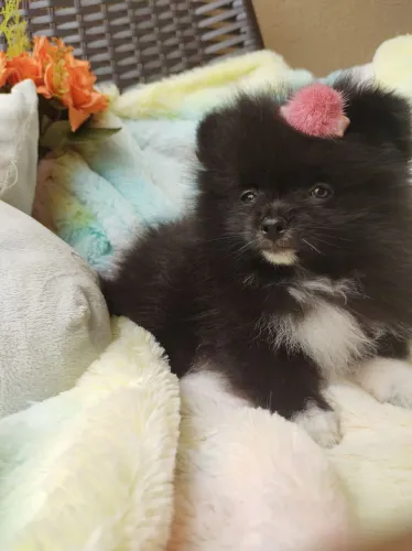 Filhote de spitz alemao 