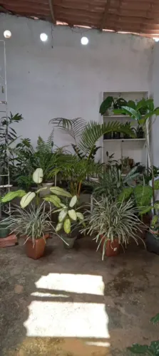 Forneço mudas de planta para revenda a partir de 10 unidades 