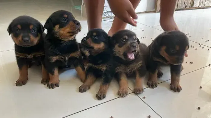 Filhote Rottweiler, Os melhores momentos da sua vida começam com um filhotinho!