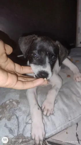 Adoção