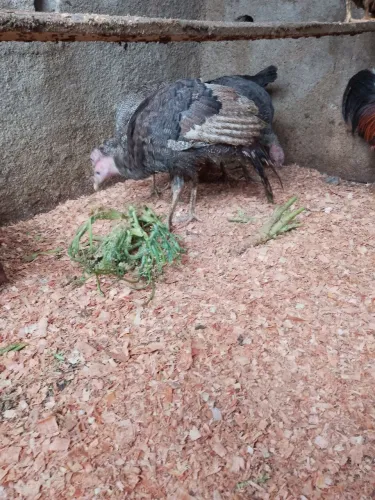 Vendo casal de perus
