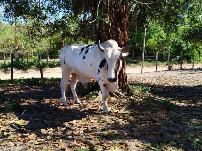 Vende-se Um touro
