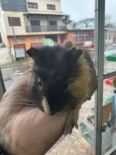 Porquinho da índia