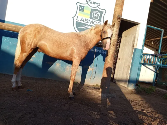 Cavalo