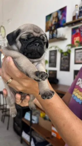 Filhote de Pug 