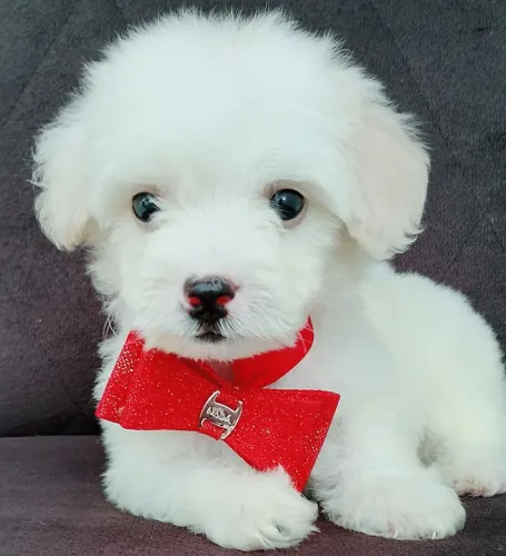 Poodle Toy Mini MACHINHO