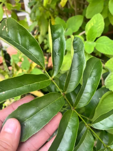 Folhas de Akoko frescas