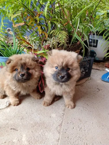 Chow Chow fêmea e macho