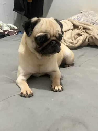 Quero divulgar um cachorro
