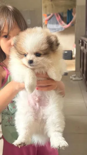 Lulu da Pomerânia anão