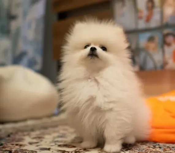 Cachorro Lulu da Pomerania preço especial por tempo limitado