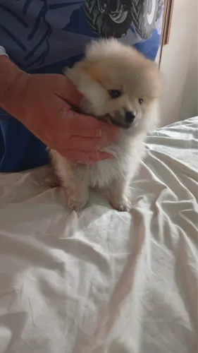 Lulu da pomeranea vacinado e vermifugado com 68 dias 