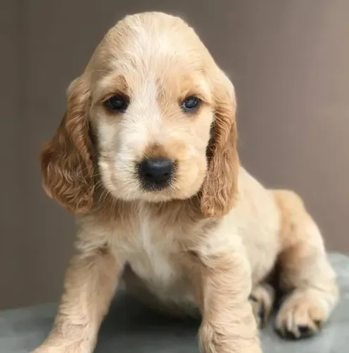 Filhote de Cocker Spaniel | Um Companheiro Que Encanta Qualquer Família
