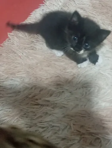 Lindos gatinhos pra adoção. 