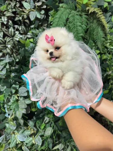 Lulu da pomerania, Spitz alemão ursinho do jeito que vc sempre sonhou