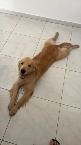 Golden Retriever - Macho - 1 ano e 8 meses - Castrado