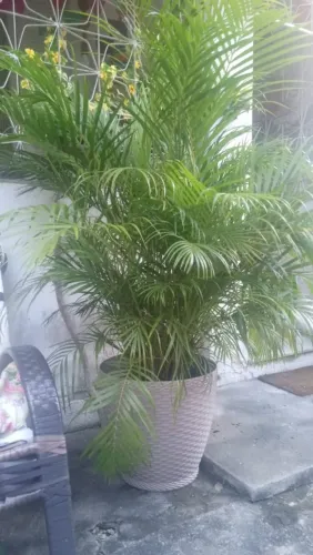 Vende-se planta com vaso