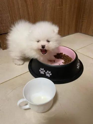 Lulu Spitz alemão