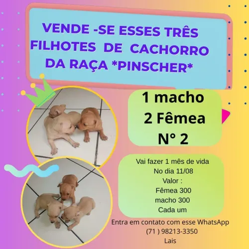 Cachorro Pincher 02