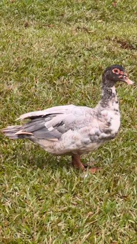 Patos jovens