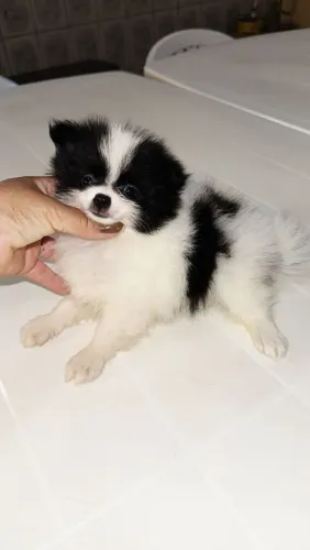 Spitz Alemão