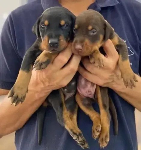Filhote de Doberman