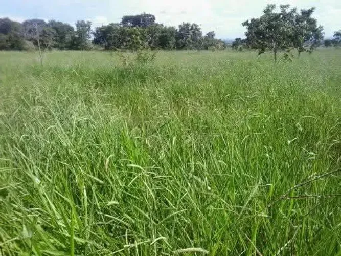 Vendo 288, hectares de terras próprias para plantio de cana em Paracatu  MG *