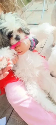 Doa se filhote ( Lhasa Apso)