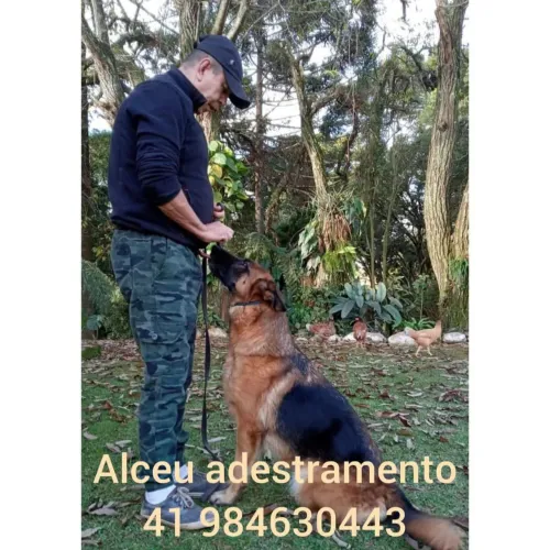 Adestramento.