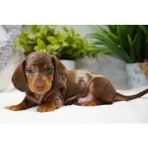 Dachshund Chocolate com olhar marcante 