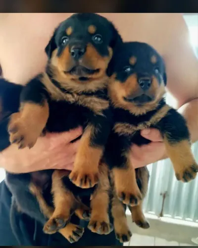 Rottweiler cabeça de Touro com pedigree 