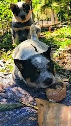 Blue heeler filhotes 