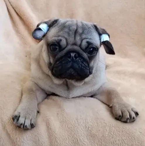 Filhotes de Pug | Prontos para um novo lar feliz.