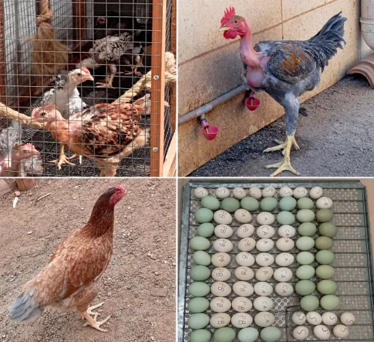 Galinha, frangos e pintinhos (ovos coloridos)