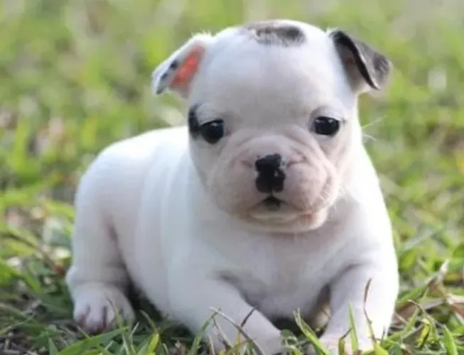 Bulldog frances musculoso e carinhoso 