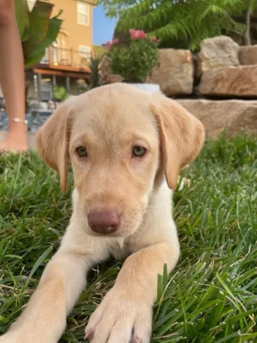 Filhotes De Labrador - Um Parceiro Pronto Para Aventuras