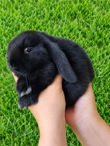 Coelho fêmea da raça mini lop uruguaio na promoção. 