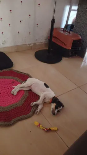 Adoção responsável Doação de cachorro filhote