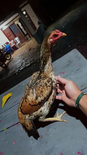Galinha indiana mura