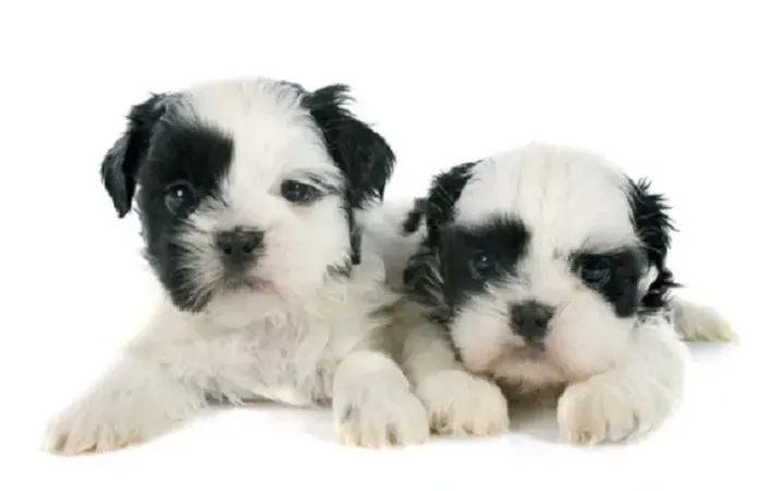 shitzu x poodle
