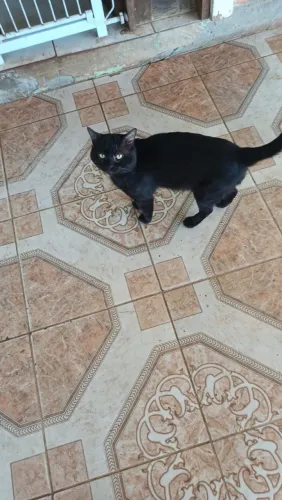 Gato macho