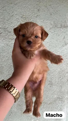 Vende-se filhotes de Lhasa Apso com Yorkshire